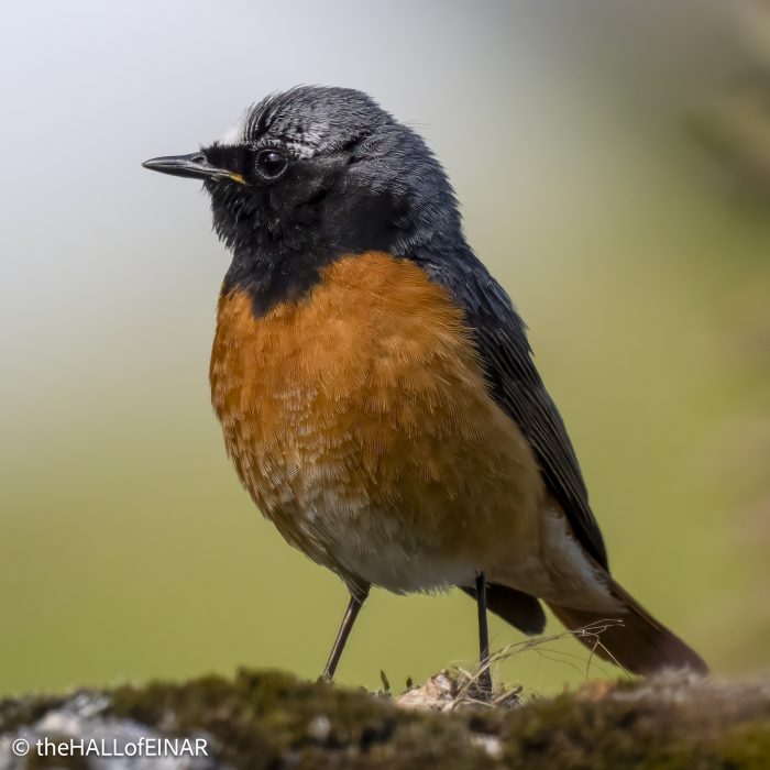Redstart - Emsworthy Mire - The Hall of Einar - photograph (c) David Bailey (not the)