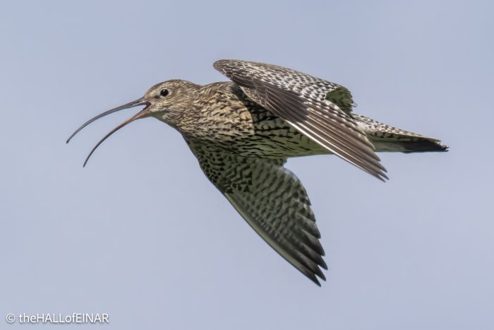 Curlew - The Hall of Einar - photograph (c) David Bailey (not the)
