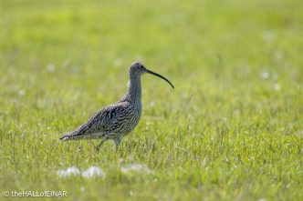 Curlew - The Hall of Einar - photograph © David Bailey (not the)