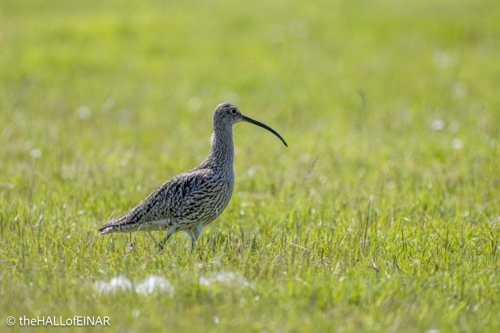 Curlew - The Hall of Einar - photograph © David Bailey (not the)