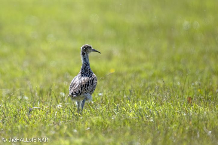 Juvenile Curlew - The Hall of Einar - photograph © David Bailey (not the)