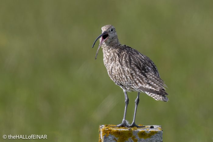 Curlew - The Hall of Einar - photograph (c) David Bailey (not the)
