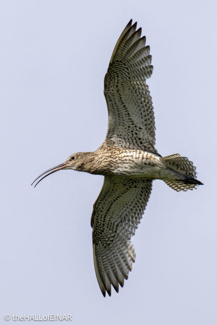 Curlew - The Hall of Einar - photograph (c) David Bailey (not the)