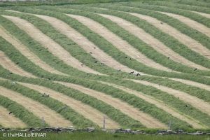 Cut fields - The Hall of Einar - photograph © David Bailey (not the)