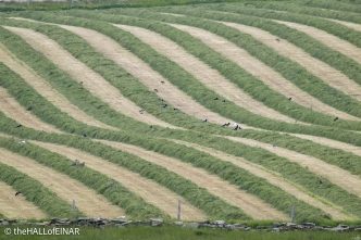Cut fields - The Hall of Einar - photograph © David Bailey (not the)