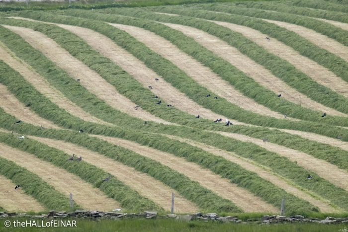 Cut fields - The Hall of Einar - photograph © David Bailey (not the)