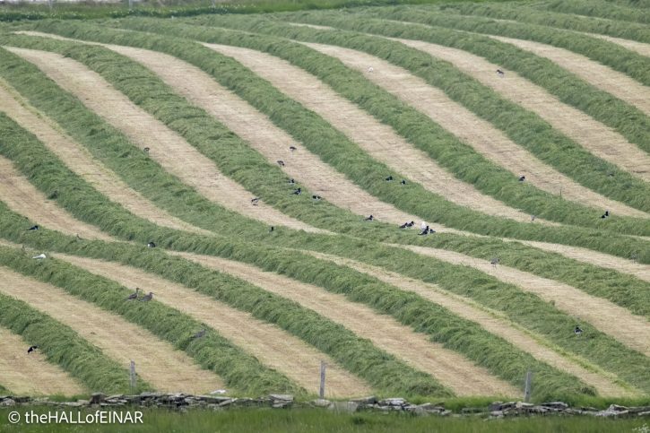 Cut fields - The Hall of Einar - photograph © David Bailey (not the)