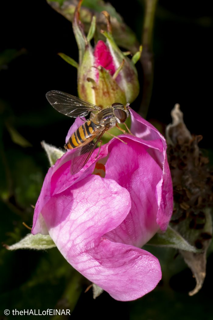 Episyrphus balteatus - The Hall of Einar - photograph © David Bailey (not the)