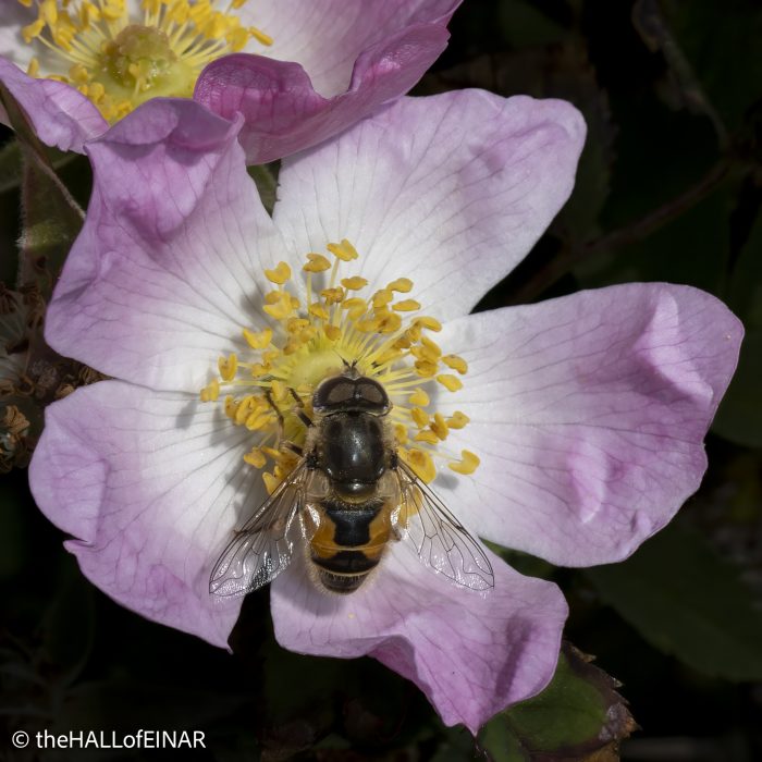 Eristalis horticola - Hoverfly - The Hall of Einar - photograph © David Bailey (not the)