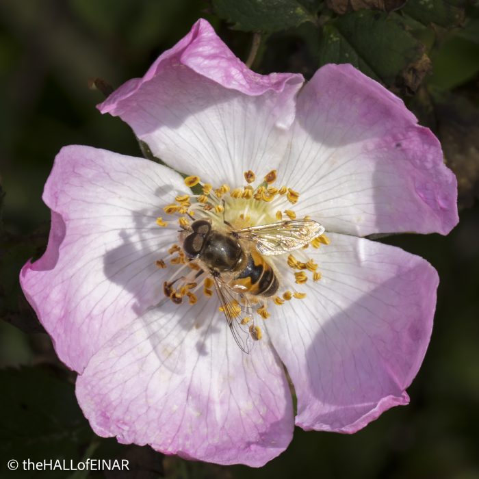 Eristalis horticola - The Hall of Einar - photograph © David Bailey (not the)