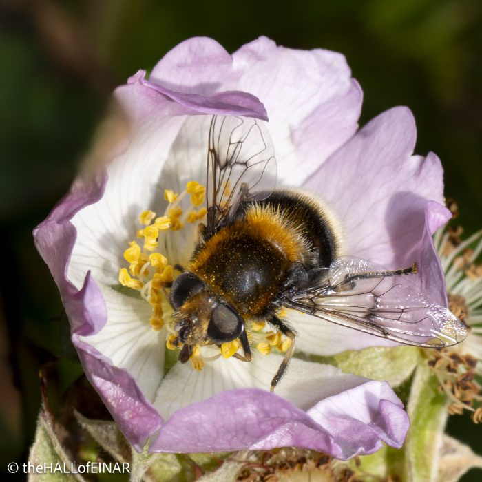 Eristalis intricaria - The Hall of Einar - photograph © David Bailey (not the)