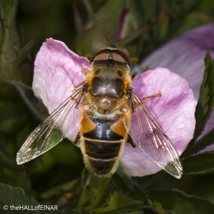 Eristalis pertinax - The Hall of Einar - photograph © David Bailey (not the)
