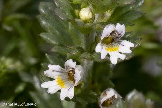 Eyebright - The Hall of Einar - photograph © David Bailey (not the)