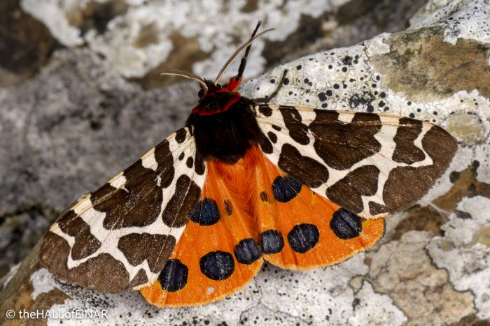 Garden Tiger - The Hall of Einar - photograph © David Bailey (not the)
