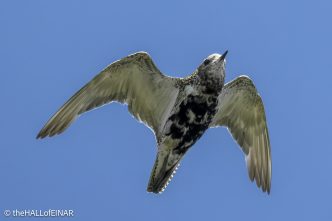 Golden Plover - The Hall of Einar - photograph © David Bailey (not the)