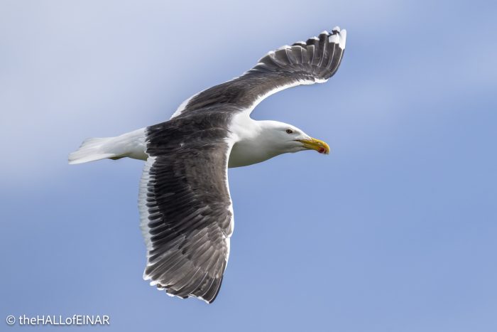 Great Black Backed Gull - The Hall of Einar - photograph © David Bailey (not the)