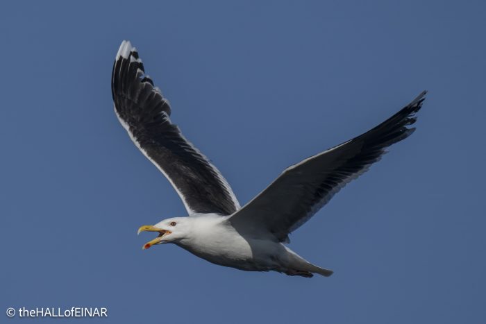 Great Black-Backed Gull - The Hall of Einar - photograph © David Bailey (not the)