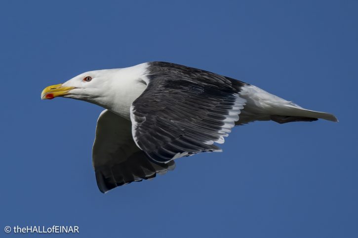 Great Black-Backed Gull - The Hall of Einar - photograph © David Bailey (not the)