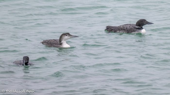Great Norther Divers - The Hall of Einar - photograph (c) David Bailey (not the)
