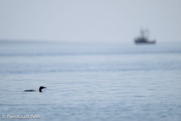 Great Northern Diver - The Hall of Einar - photograph © David Bailey (not the)