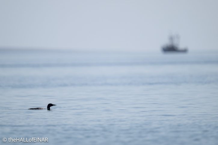 Great Northern Diver - The Hall of Einar - photograph © David Bailey (not the)