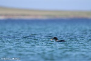 Great Northern Diver - The Hall of Einar - photograph © David Bailey (not the)