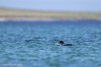 Great Northern Diver - The Hall of Einar - photograph © David Bailey (not the)