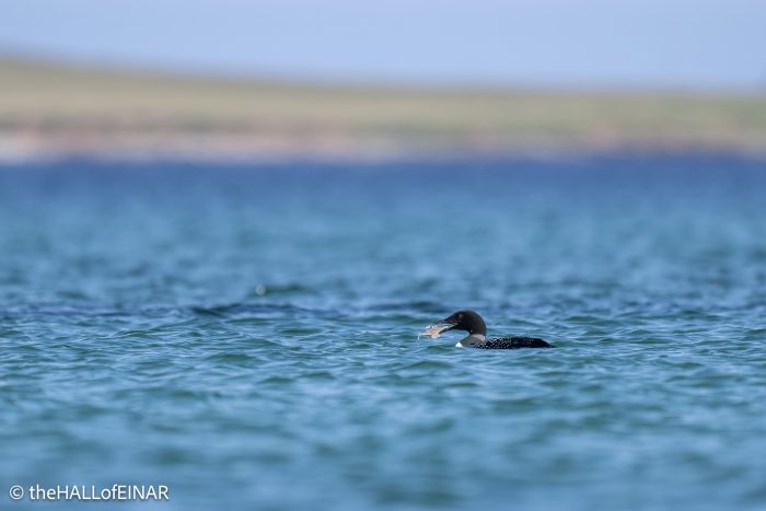 Great Northern Diver - The Hall of Einar - photograph © David Bailey (not the)