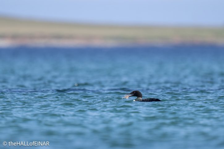 Great Northern Diver - The Hall of Einar - photograph © David Bailey (not the)