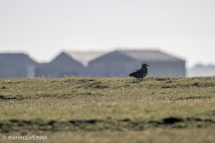 Great Skua - The Hall of Einar - photograph © David Bailey (not the)
