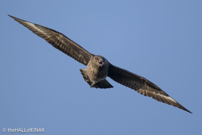 Great Skua - The Hall of Einar - photograph © David Bailey (not the)
