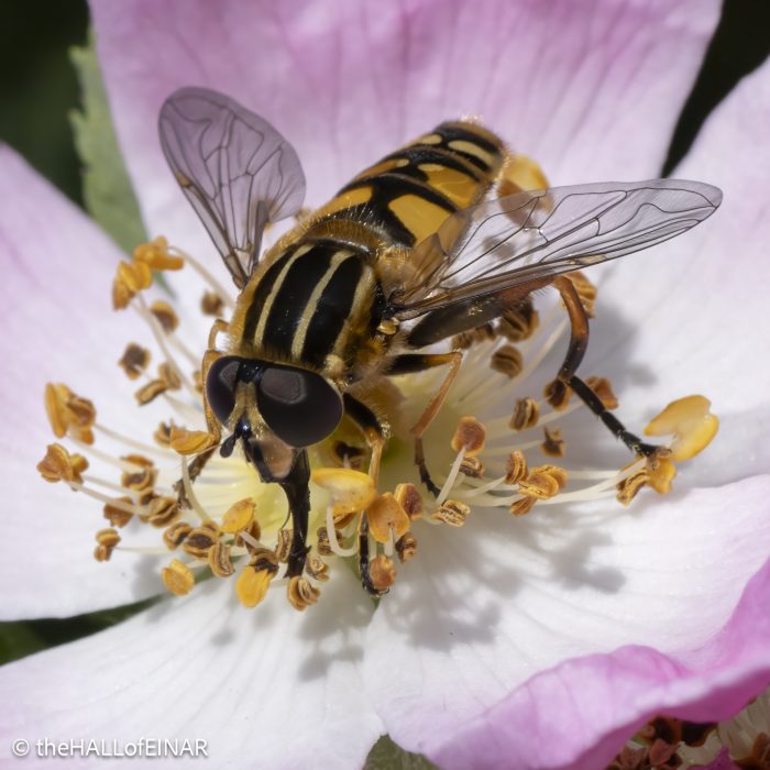 Helophilus pendulus - Hoverfly - The Hall of Einar - photograph © David Bailey (not the)