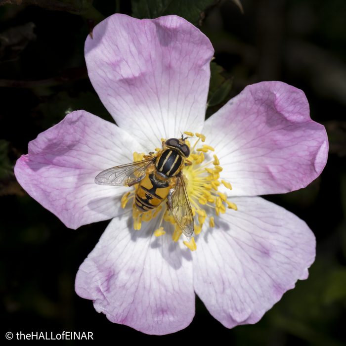 Helophilus pendulus - Hoverfly - The Hall of Einar - photograph © David Bailey (not the)