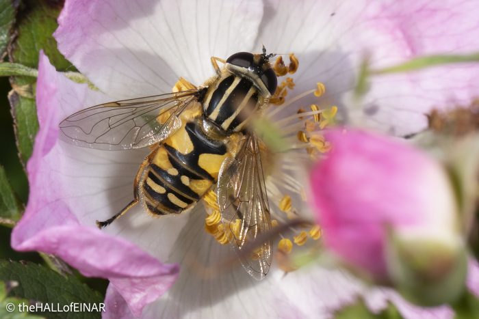 Helophilus pendulus - The Hall of Einar - photograph © David Bailey (not the)