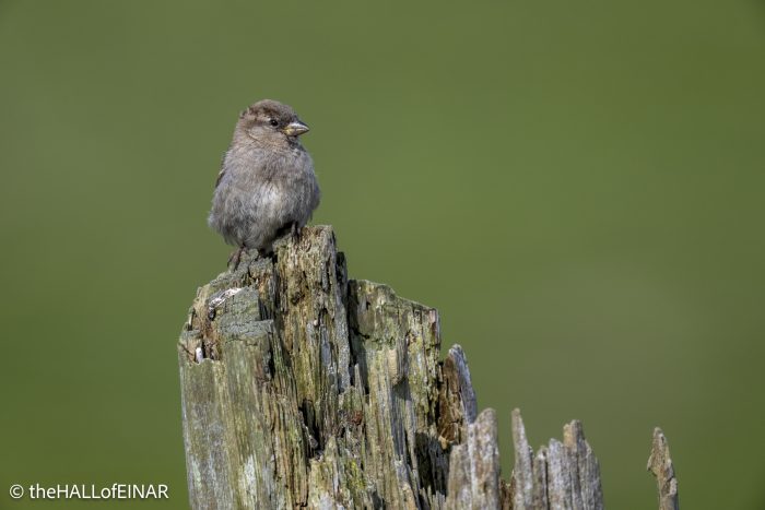 House Sparrow - The Hall of Einar - photograph © David Bailey (not the)