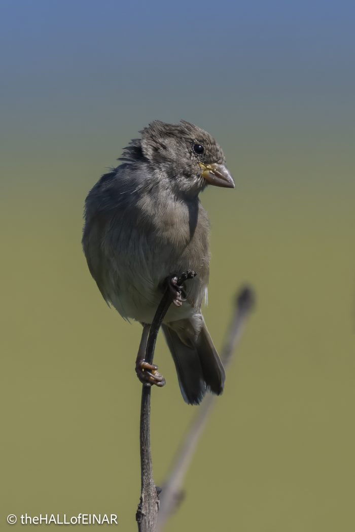 House Sparrow - The Hall of Einar - photograph © David Bailey (not the)