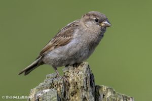 House Sparrow - The Hall of Einar - photograph © David Bailey (not the)