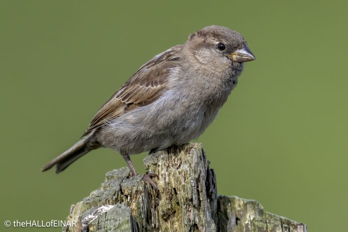 House Sparrow - The Hall of Einar - photograph © David Bailey (not the)