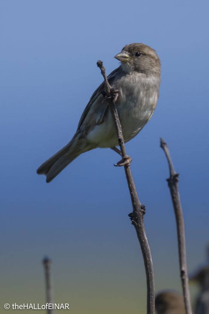 House Sparrow - The Hall of Einar - photograph © David Bailey (not the)