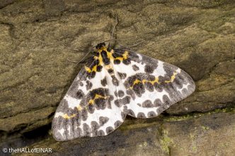 Magpie Moth - The Hall of Einar - photograph © David Bailey (not the)