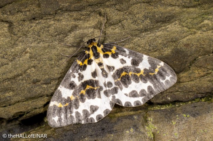 Magpie Moth - The Hall of Einar - photograph © David Bailey (not the)