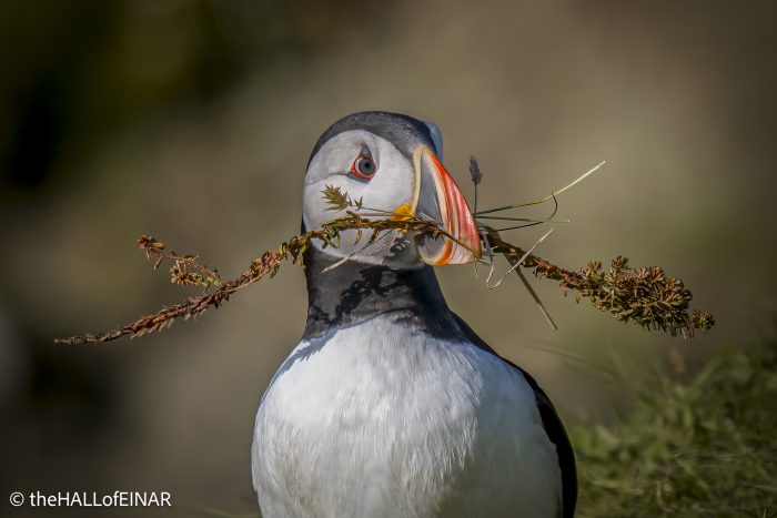 Puffin - The Hall of Einar - photograph © David Bailey (not the)