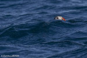 Puffin - The Hall of Einar - photograph © David Bailey (not the)