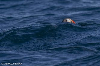 Puffin - The Hall of Einar - photograph © David Bailey (not the)