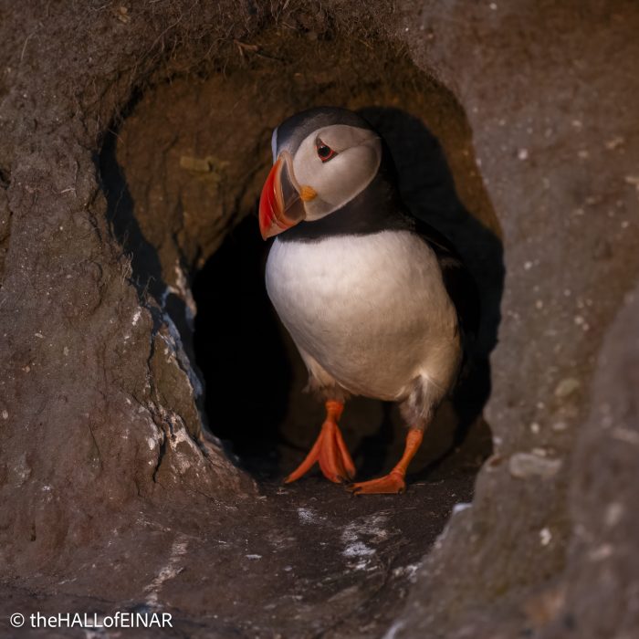 Puffin - The Hall of Einar - photograph © David Bailey (not the)