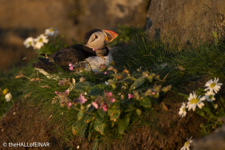 Puffin - The Hall of Einar - photograph © David Bailey (not the)