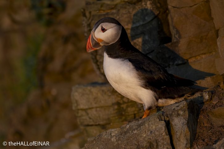 Puffin - The Hall of Einar - photograph © David Bailey (not the)