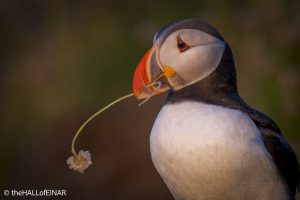 Puffin - The Hall of Einar - photograph © David Bailey (not the)