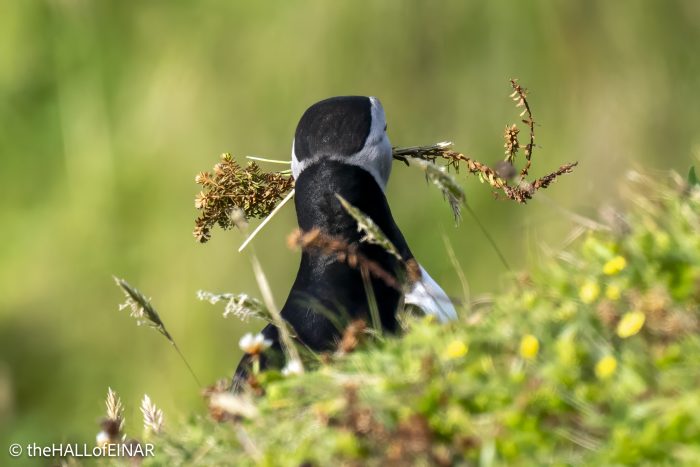Puffin - The Hall of Einar - photograph © David Bailey (not the)