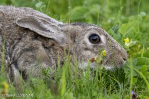 Rabbit - The Hall of Einar - photograph © David Bailey (not the)
